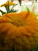 Yellow4.jpg