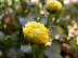 Yellow6.jpg