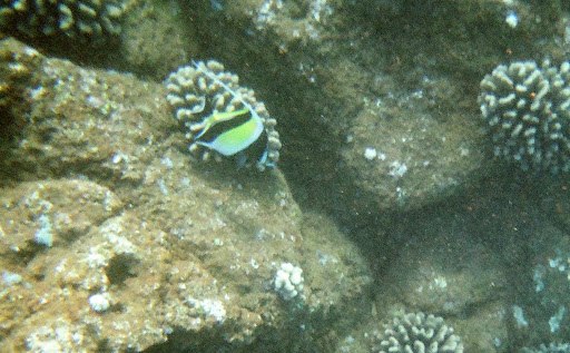 swimming pattern of angelfish
