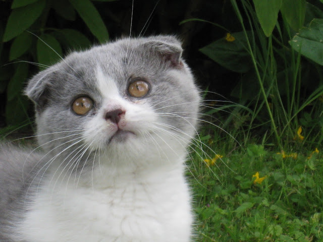 Scottish Fold - Chatterie Andora's