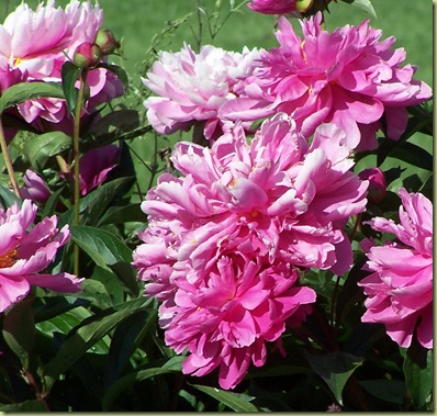 peonies 2010