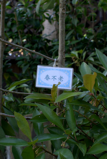 也有一些特別有詩意的植物，像這個