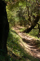 Windy Hill Open Space Preserve