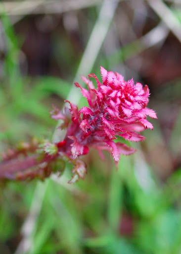 Dsc_5020-1