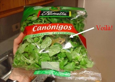 [save frog ensalada[3].jpg]