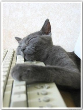 [sleeping cat[3].jpg]
