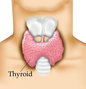 [thyroid1[4].jpg]