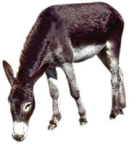 [burro[4].jpg]