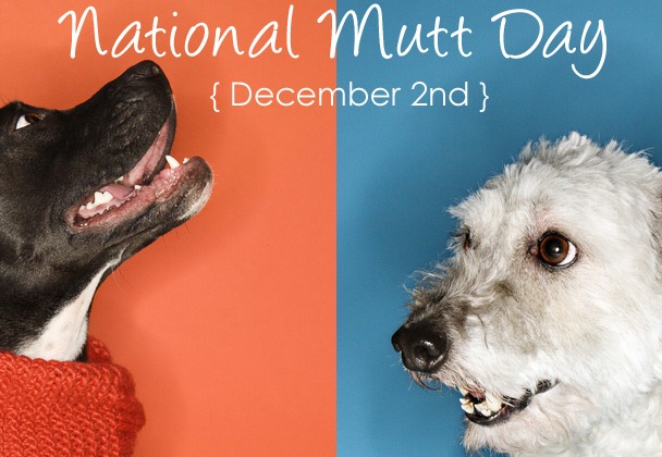 [national mutt day[4].jpg]