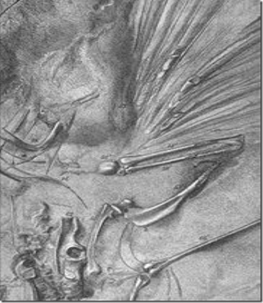 180px-SArchaeopteryxLondon