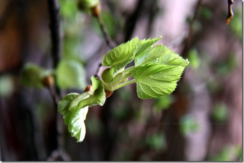 IMG_5406 IMG_5406