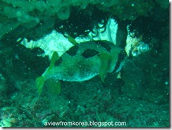 Dive Site 2_04 - Edit Boxfish [1280x768]