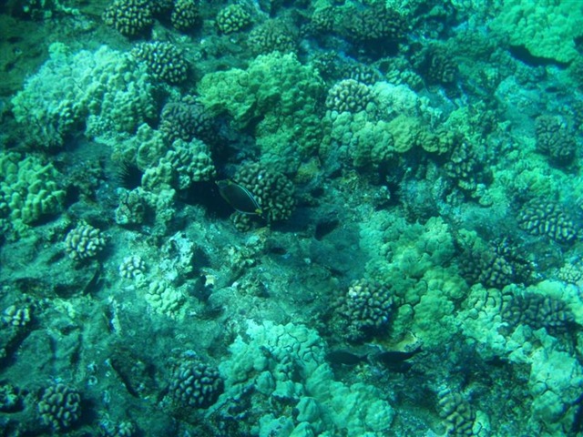 [Maui Snorkeling_18 (1) (Medium)[2].jpg]