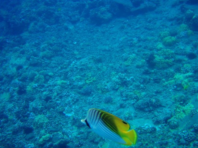[Maui Snorkeling_24 (1) (Medium)[5].jpg]