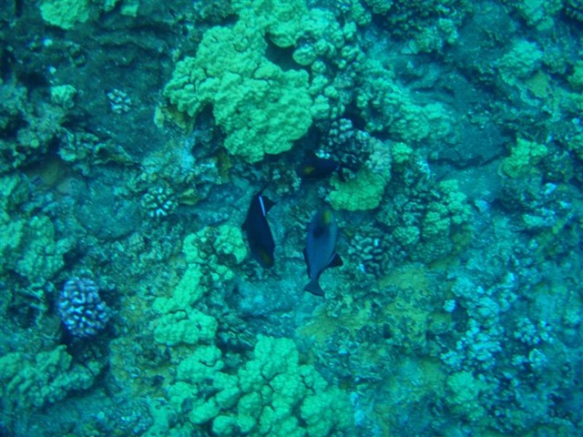 [Maui Snorkeling_26 (1) (Medium)[5].jpg]
