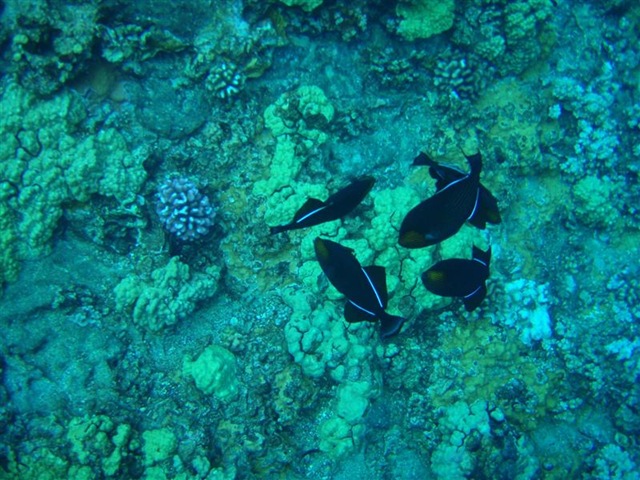 [Maui Snorkeling_27 (Medium)[5].jpg]