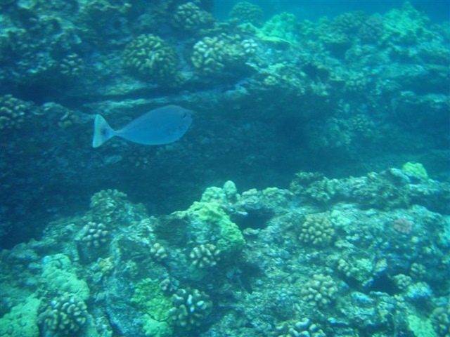 [Maui Snorkeling_30 (Medium)[5].jpg]