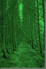 woods 014 woods 014