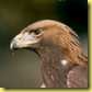 golden-eagle-2524[1]