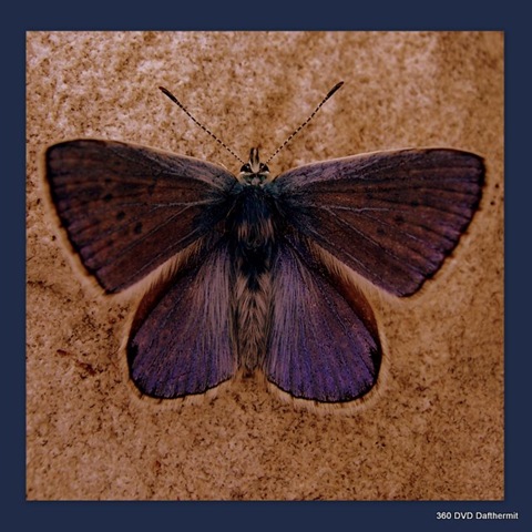 [2009-07-10 butterfly3[2].jpg]