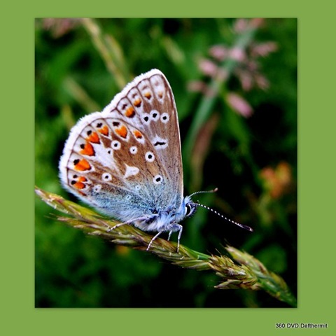 [2009-07-10 butterfly4[2].jpg]