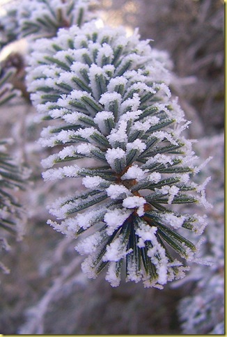 cold 003