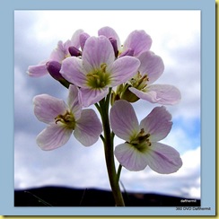 Hermits Flower Gallery1-4