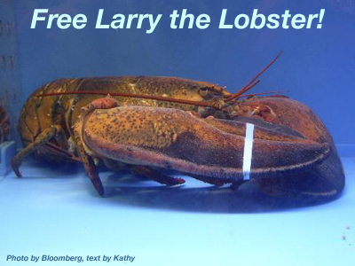 old lobster couples walking around their tank, you know, holding claws…