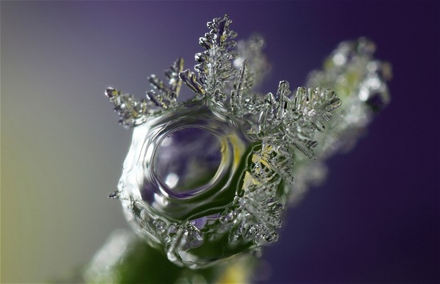 Macro_xioni-8.jpg
