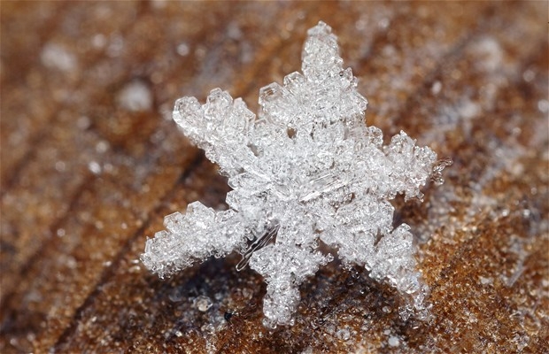 Macro_xioni-10.jpg