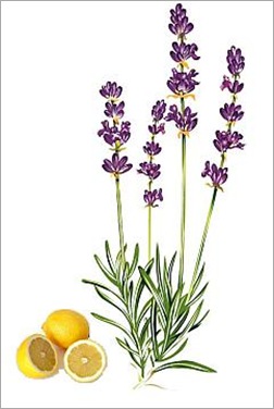Opleiding Aromatherapie