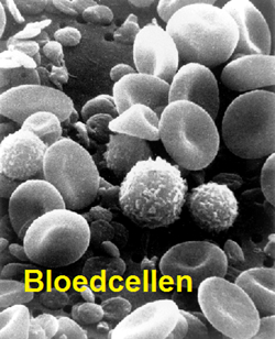 Afbeeldingsresultaten voor leukocyten