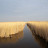 Schilfgürtel Kanal Neusiedlersee März 2010 &ndash; 20-Mrz-2010