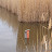 Seepegel Schilfgürtel Neusiedlersee März 2010 &ndash; 20-Mar-2010