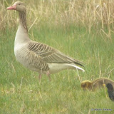 Digiscoping from new hide: Greylag and gossling, starling &ndash; 23-Apr-2010