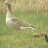 Digiscoping from new hide: Greylag and gossling, starling &ndash; 23-ápr-2010