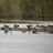 juv. Dunlins, Eur. Widgeons &ndash; 17-Oct-2009