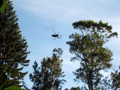 Giant spider in Madagascar