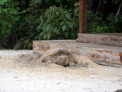 Sea turtle laying eggs on the beach in Madagascar
