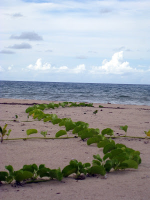 Andilana Beach in Nosby Be, Madagascar