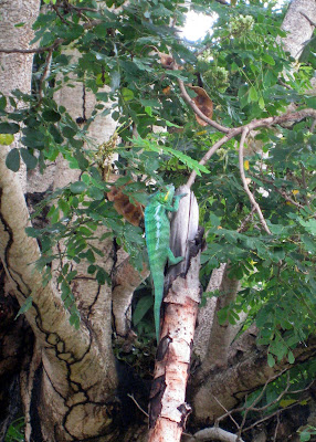 Green lizard in Madagascar