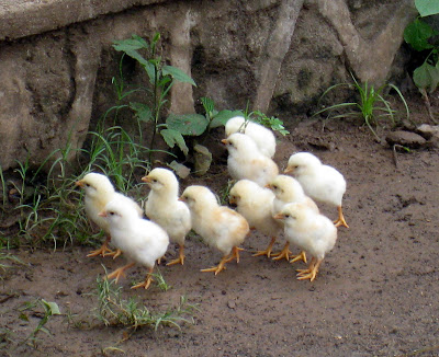 Baby chickens in Madagascar
