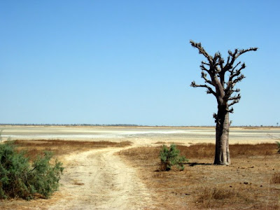 Tree in Palmarin Senegal
