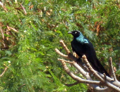 Bird on the Sine River in Senegal