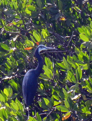 Heron in the Sine Saloum Delta in Senegal