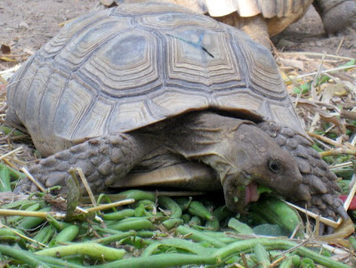 Tiny turtle eating at Le Village des Tortues in Senegal