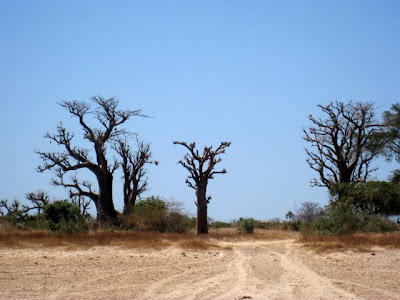 Baobab Trees in Senegal