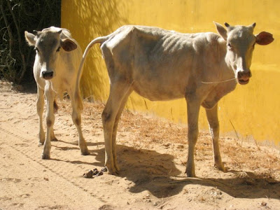 Cows at Les Collines de Niassam in Senegal