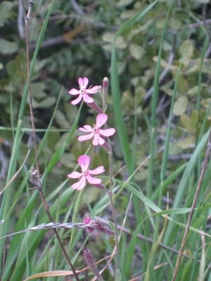 Wildflowers at the Ajloun Nature Reserve in Jordan