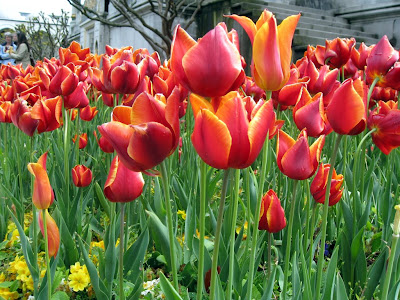 Tulips at Topkapi Palace in Istanbul